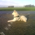 honden foto 