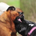 honden foto Luna en Skip