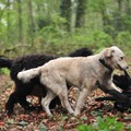 honden foto 
