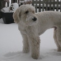 honden foto Yamin als pup
