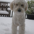 honden foto Yamin als pup