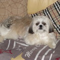 honden foto dit is prutsie