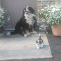 honden foto dit is milo 