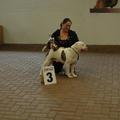 honden foto mijn dekreu ice,zn 1st keer op show 3e
