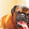 honden foto Skip's kado voor het halen van het speurexamen
