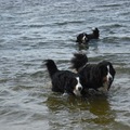 honden foto Heerlijk spelen met een stok.