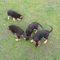 honden foto onze 5 pups op stap...