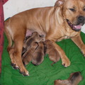 honden foto 5 dagen oud