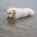 honden foto 