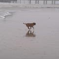 honden foto hij leeft zich uit op het strand!!!