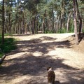 honden foto onze meiden <3