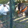 honden foto 