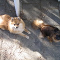 honden foto Bo en Zilla