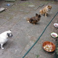 honden foto eerst netjes zitten en dan mogen we eten