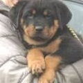 honden foto 