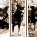 honden foto 