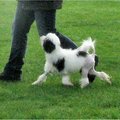 honden foto Dino @ Belgische Gehoorzaamheid 