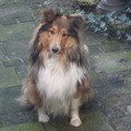 honden foto dit is onse Zero 17 maanden en een schat van een hondkan ook heel veel kunstjes