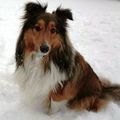 honden foto 
