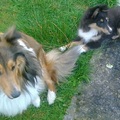 honden foto 
