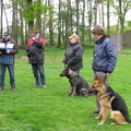 honden foto 