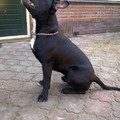 honden foto na anderhave maand hier zag hij er zo uit :) veel liefde goed eten veel beweging wat n verschil :)