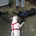 honden foto ons bulletje en tyson aan t spelen dat waren al snel de beste maatjes :)))