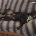 honden foto tyson languit op de bank hij is heel erg groot voor n am staf maar echt heel lief :))