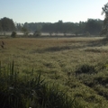 honden foto Weilanden..