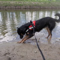 honden foto 