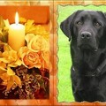 honden foto r.i.p mijn knappe vent :(