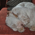 honden foto Moeder en dochter liggen lekker te rusten.
