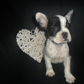 honden foto 