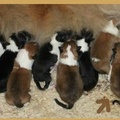 honden foto Nestje Rivka net geboren