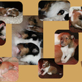 honden foto Nestje Rivka @ 2 weken