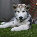 honden foto 