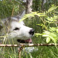 honden foto 