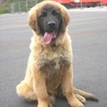 honden foto onze toekomstige kampioen Gandor, kleinzoon van Aaron