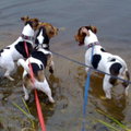 honden foto Even met de pootjes in het water