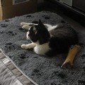 honden foto Als de hond van huis is... gaat de poes op haar kussen liggen :)