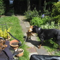 honden foto Zilla, Bo en Witley