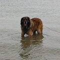 honden foto Bayko in Zeeland in de zee 