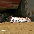 honden foto 