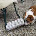 honden foto hee die doos hoort andersom anders komt er geen lekkers uit 