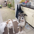 honden foto Beide honden kunnen het samen zeer goed vinden