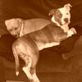 honden foto 