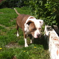 honden foto 
