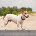 honden foto 
