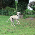 honden foto 