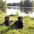 honden foto 